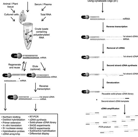 mRNA Extraction and Enrichment .